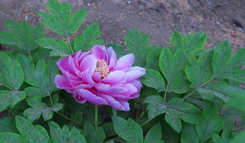 牡丹花開(kāi)，苗木生機(jī)
